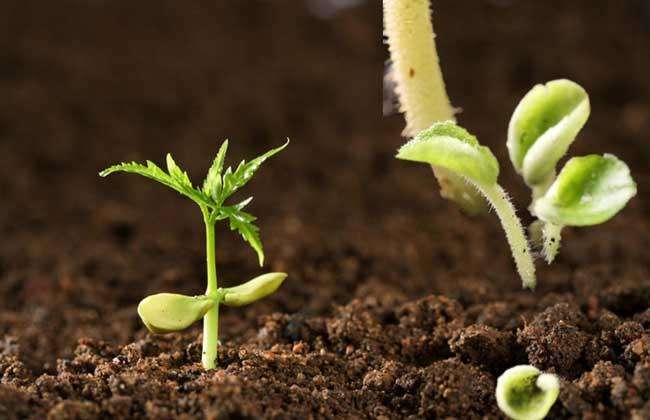 ��Яʽ����Ӫ���������ȷ��������������������