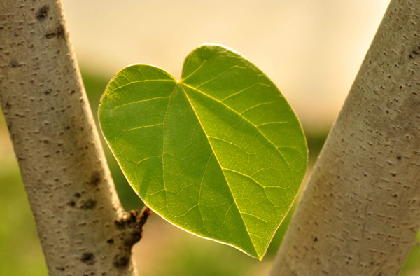 ������òⶨ�Ƿ���Ӱ�������õĳɷ�