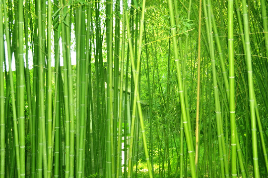 ֲ�����Ҫ����������